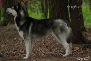 Photo of Arctic Magic Lancelot