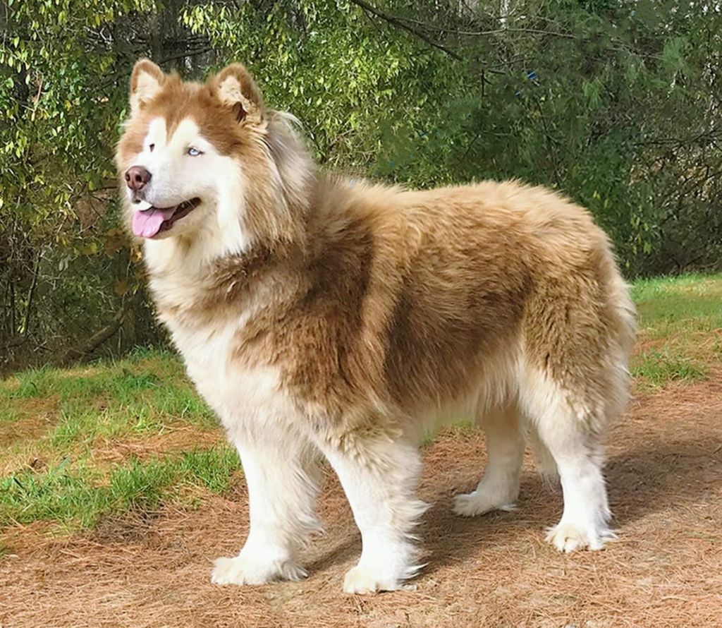 Photo of Siberial's Reign