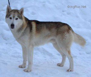 Photo of Arctic Soul Uhku