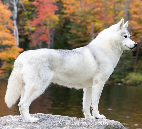 Photo of Snowdancer’s Baby I’m Worth It
