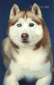 Photo of Snowfire’s Avatar Yvar