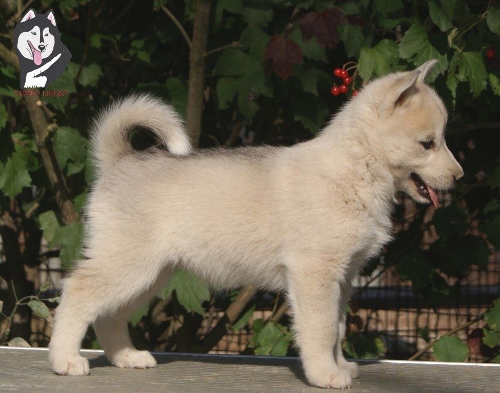 Photo of Vento Libero Safha Vutan Era