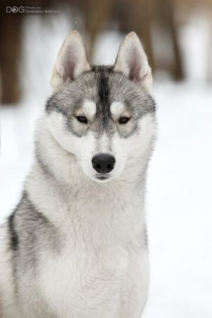 Photo of Arctic Magic Loid Toralf
