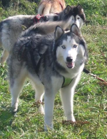 Photo of Artego Lobo Vais