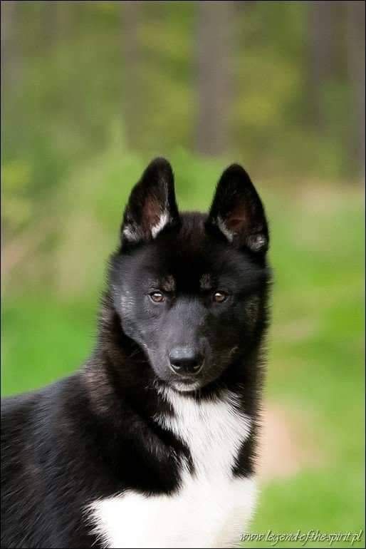 Photo of WICKED WONDER LEGEND OF THE SPIRIT