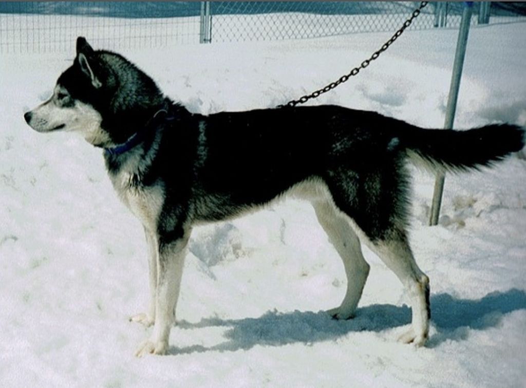 Photo of Jedeye’s Blackwater O L Kipp