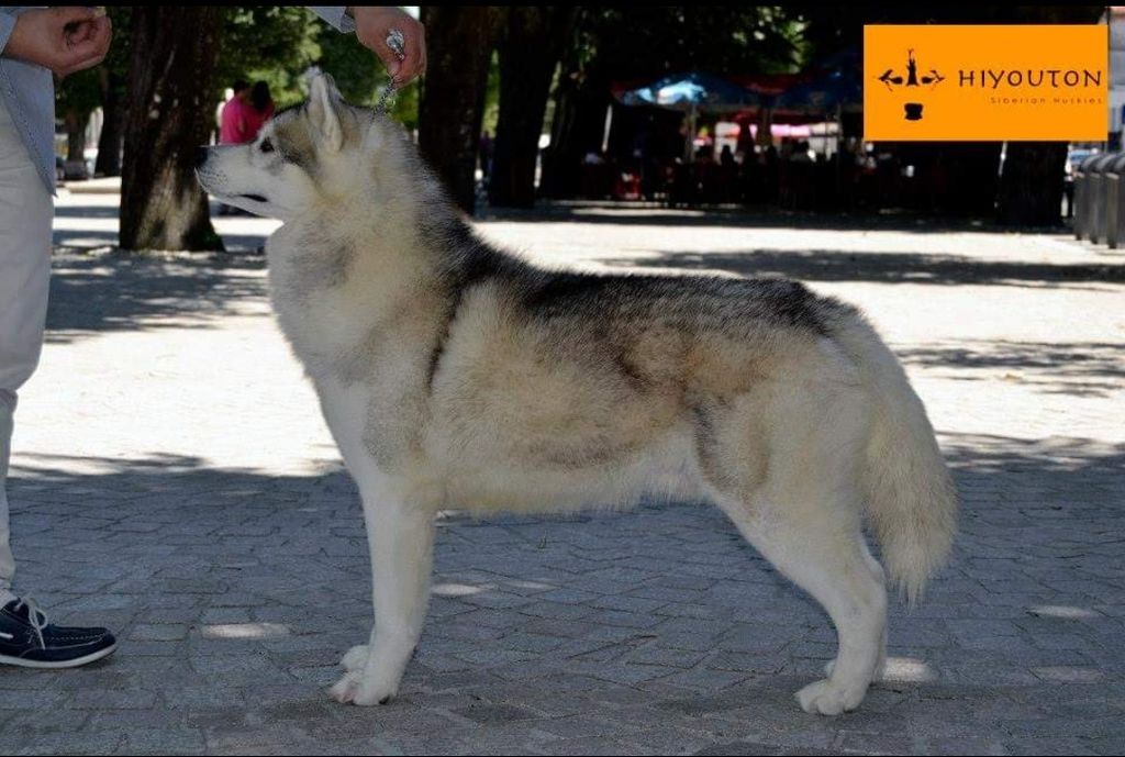 Photo of Itachi de Omni’s