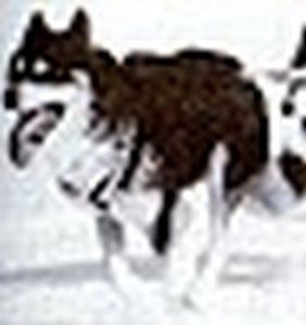 Photo of Northomes Spook
