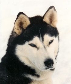 Photo of Joanta’s Shawana Yukon Wind