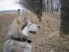 Photo of Gera (RUS)
