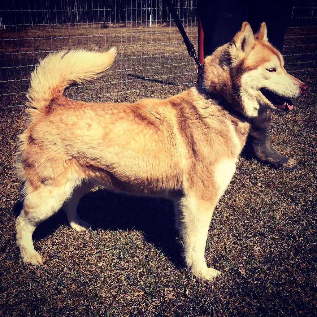 Photo of Wildheart’s Crimson Kona Of FF