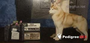 Photo of Tackoras Red Crusader Of White Berch