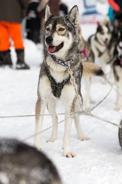 Photo of Siberian Alpyne J'Luna
