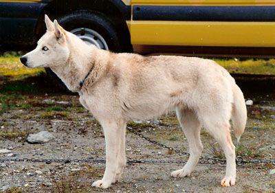 Photo of Susitna av Vargevass
