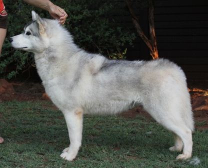 Photo of Kindred Spirit Of Kamchatka