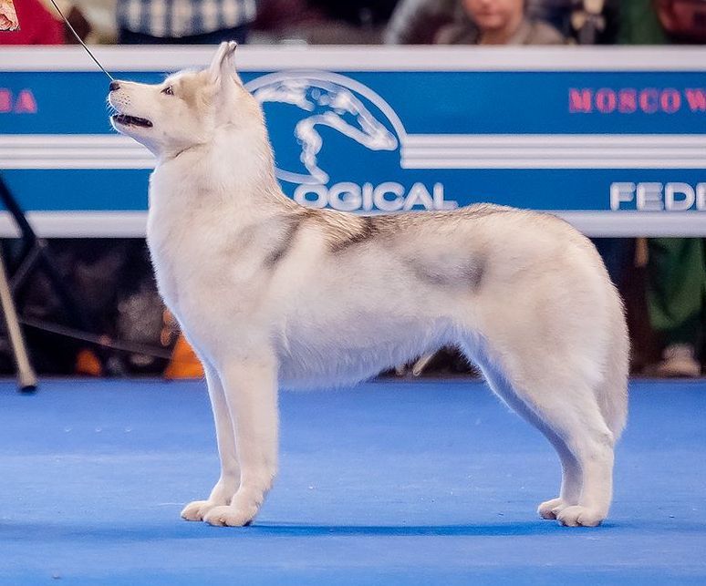 Photo of Husky Haven Galactic Fantasy