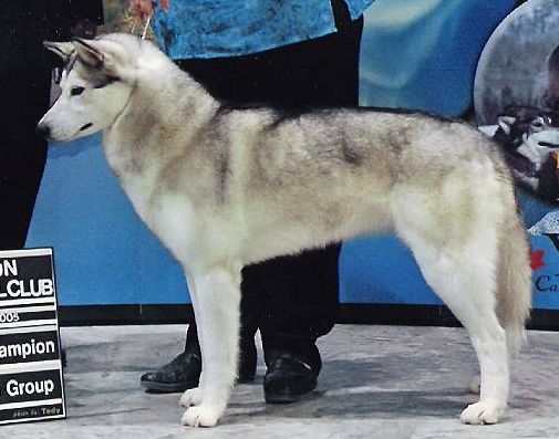 Photo of NorthWapiti’s Dasher