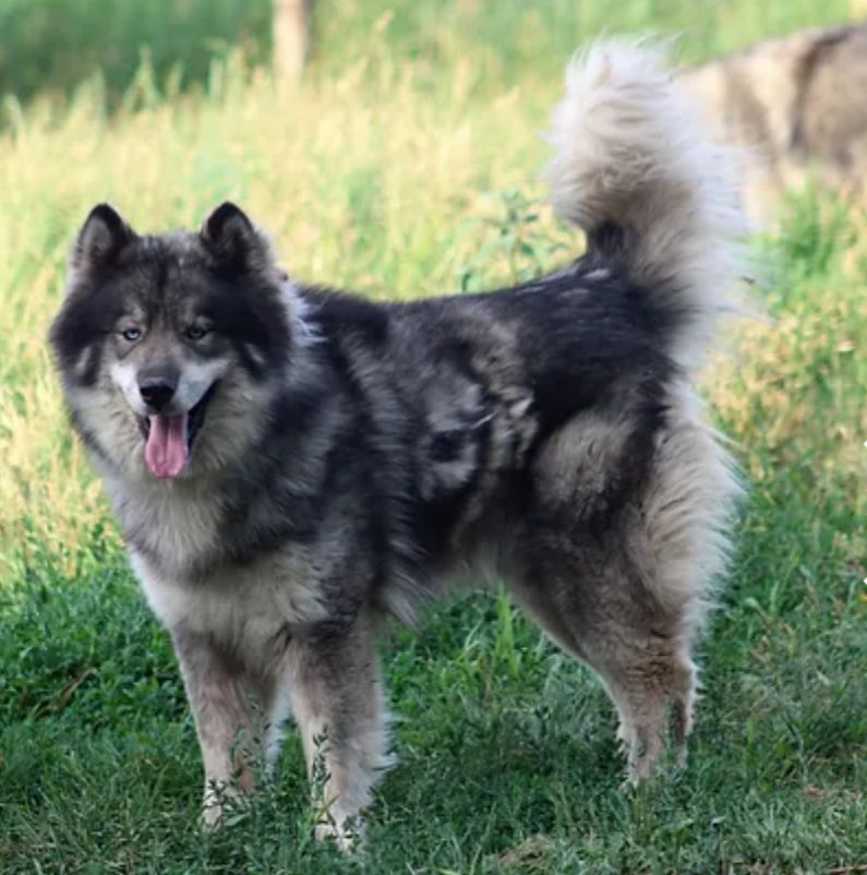 Photo of Novel Siberian's Hear What I Hear