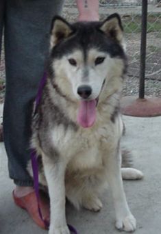 Photo of Kayak’s Belle Starr