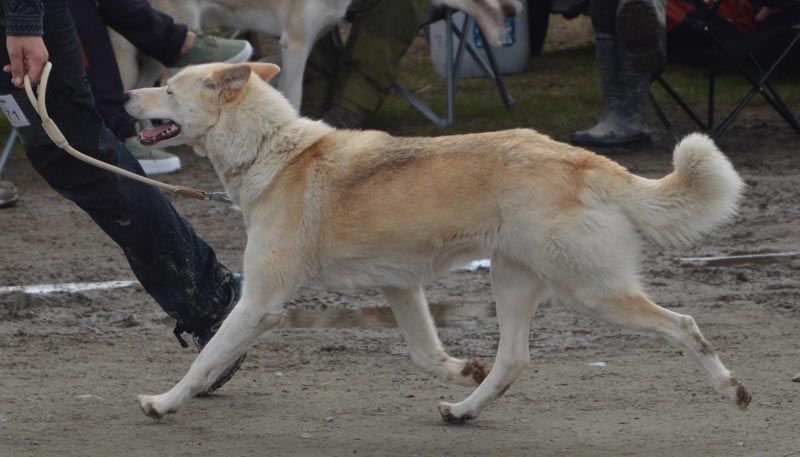 Photo of Ylajärvis LS Lovely Spirit