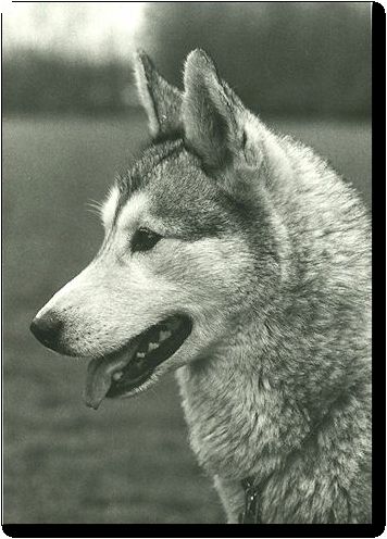 Photo of Alaskan’s Kaltag Of Anadyr