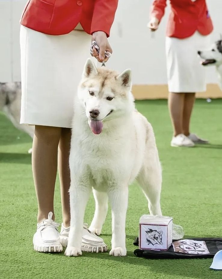 Photo of Atlanterra Foxy Roxy