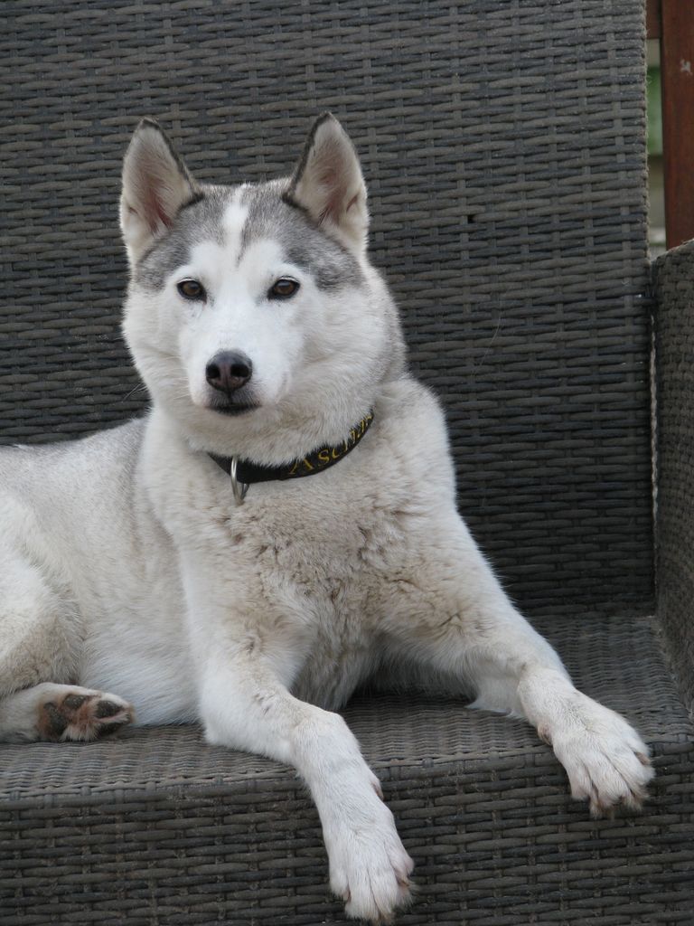 Photo of Asjak