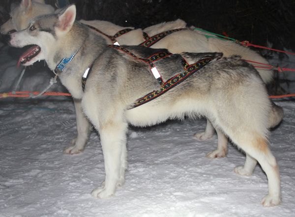 Photo of Nay-La-Chee's Tokpok Tvilling