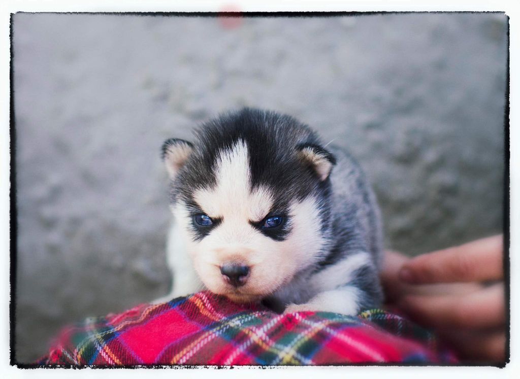 Photo of Wolf Leader Consider Beauty