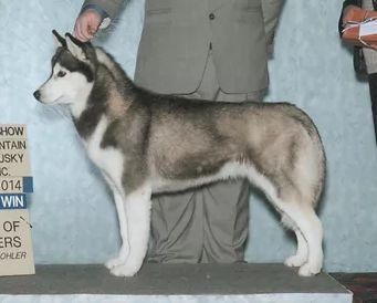 Photo of Kayenta’s Psycho