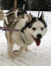 Photo of Kaylenberg's Kayla's Spirit