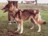 Photo of Shaktoolik’s E’Laureen
