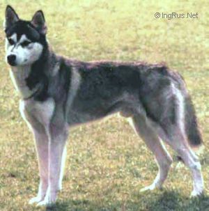 Photo of Forstal’s Seegoo