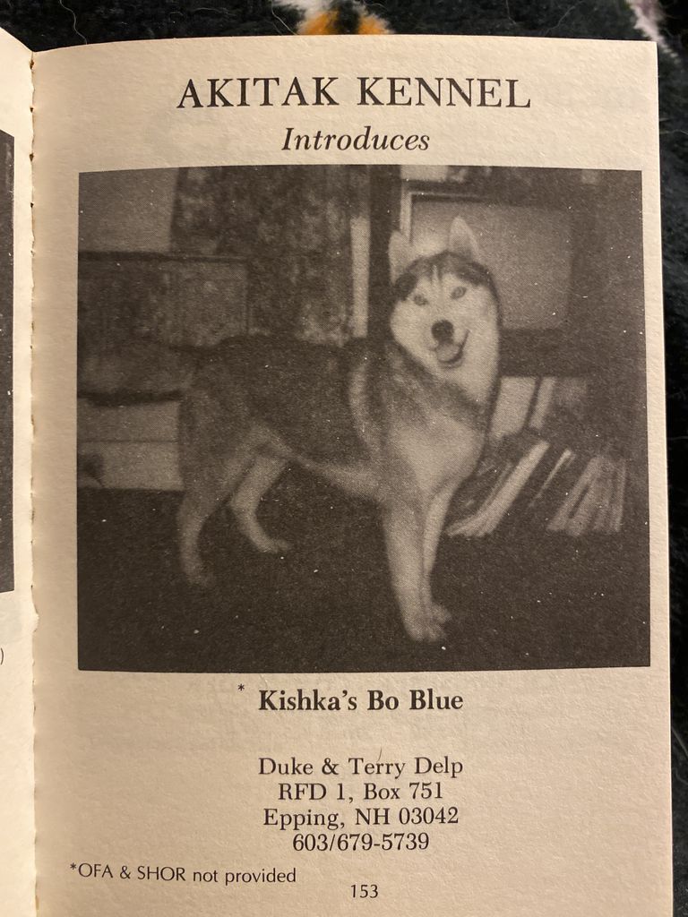 Photo of Kishka’s Bo Blue