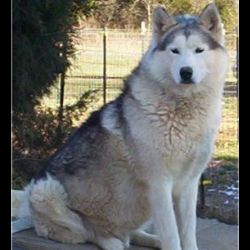 Photo of Antioch’s Lakota Warrior