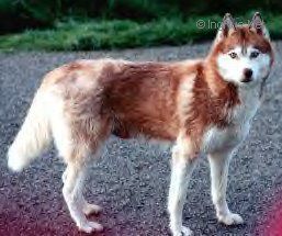 Photo of Enoukye des Reves de Neige