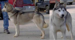 Photo of Blackwater Molly Of Blizzard Run