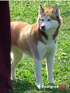 Photo of Yamaika s Goluboy Zvezdy