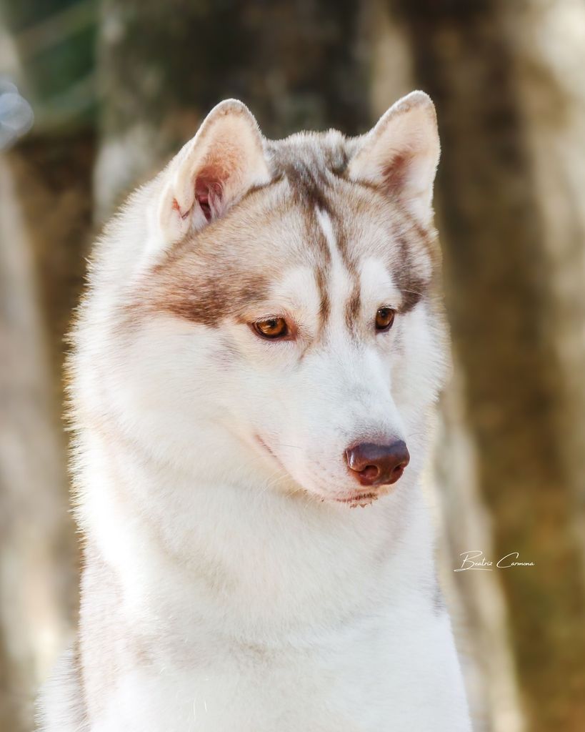 Photo of Maltoki's Artic King