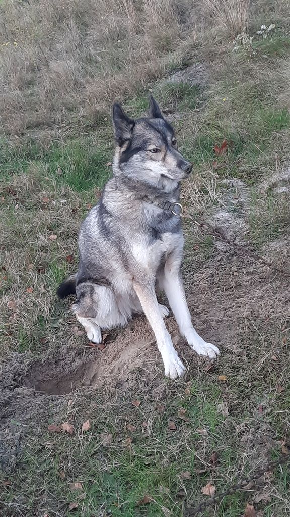 Photo of Nibit Loki Griffin’s Pride
