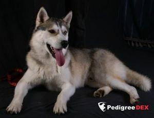 Photo of Grand Boi s Akulovoi Gory