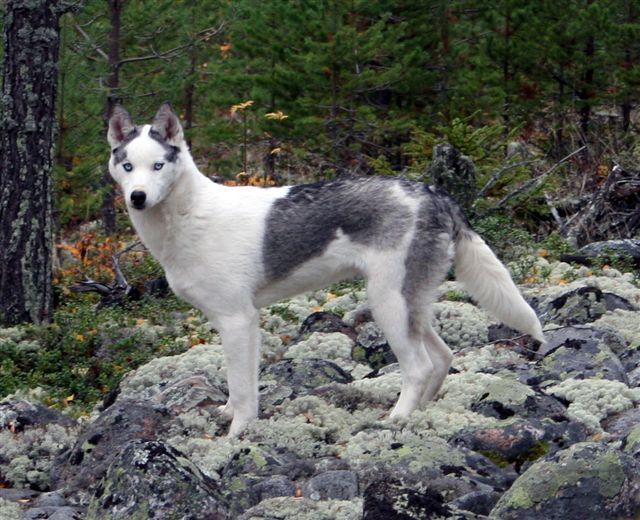 Photo of Svea av Vargevass