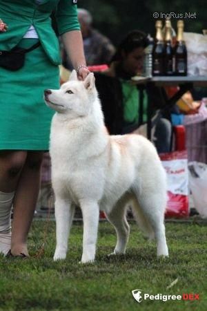 Photo of Husky Imperial Kibella Ice Light