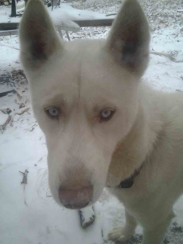 Photo of Momma’s Boy Nikko Storm