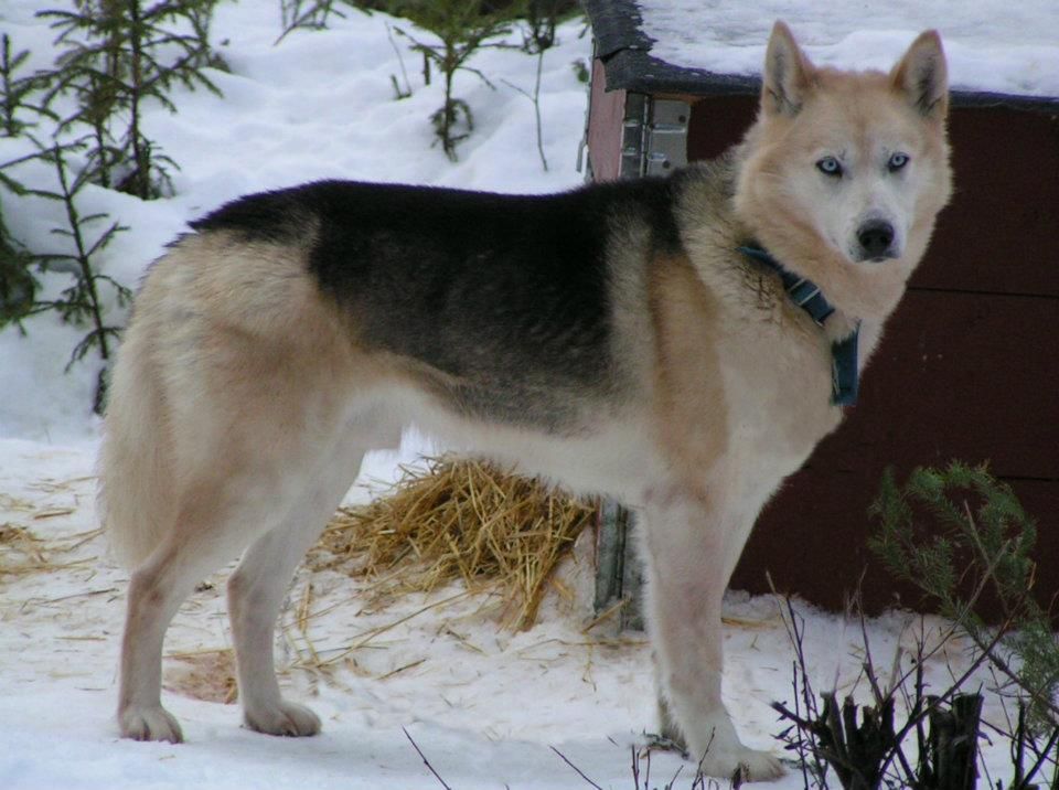Photo of Isslottett’s Zeb