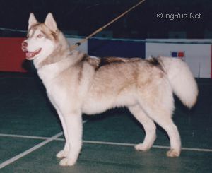 Photo of Rassvet s Goluboy Zvezdy