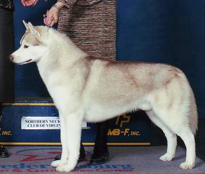 Photo of Snocrest’s Leone Di Oro
