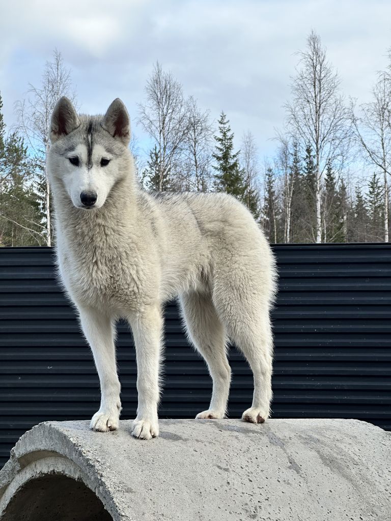 Photo of Yabasta Hurricane Jotka