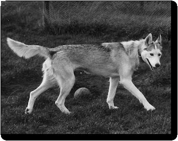 Photo of Alaskan’s Bonze Of Anadyr