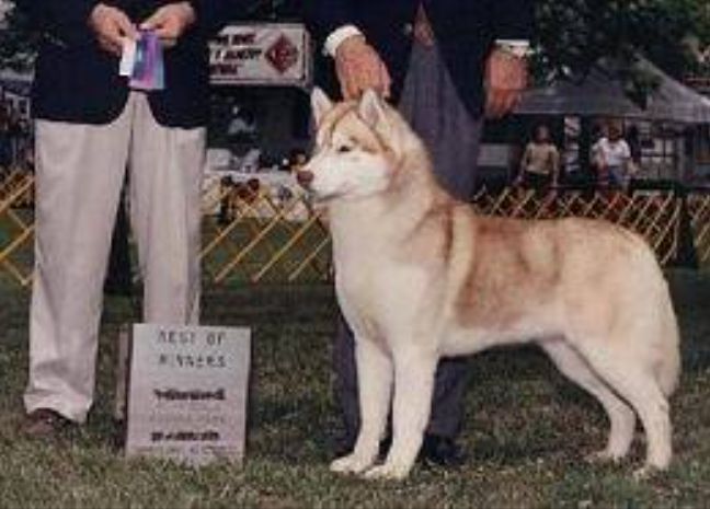 Photo of Snowborn Hot Underthe Collar